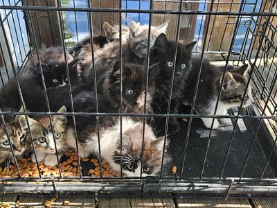 9 week old kittens
