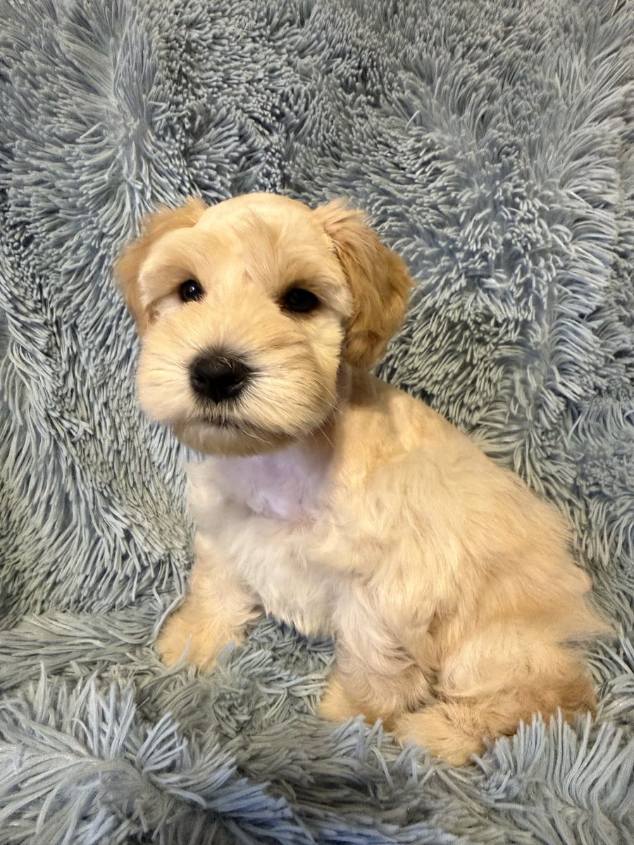 Miniature Schnauzer Male
