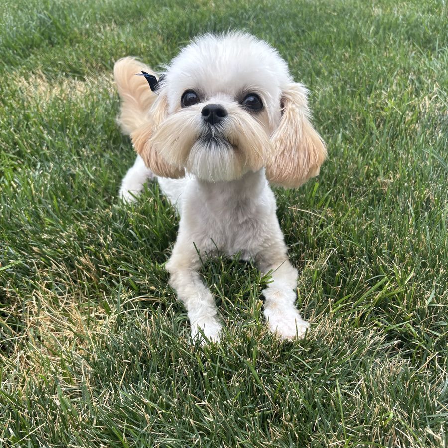 4.8 lb Maltese mix female