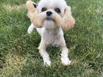 4.8 lb Maltese mix female