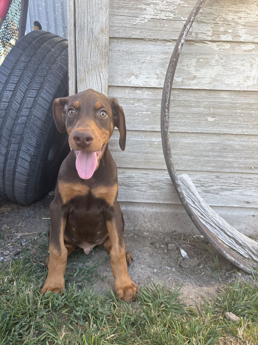 AKC Doberman Red Male Puppy