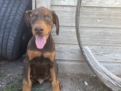 AKC Doberman Red Male Puppy