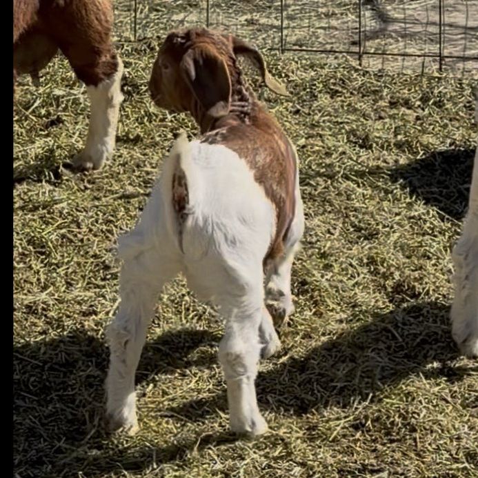 Buck Kid - Wether Gentics