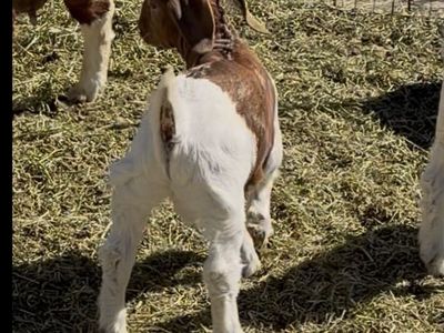 Buck Kid - Wether Gentics