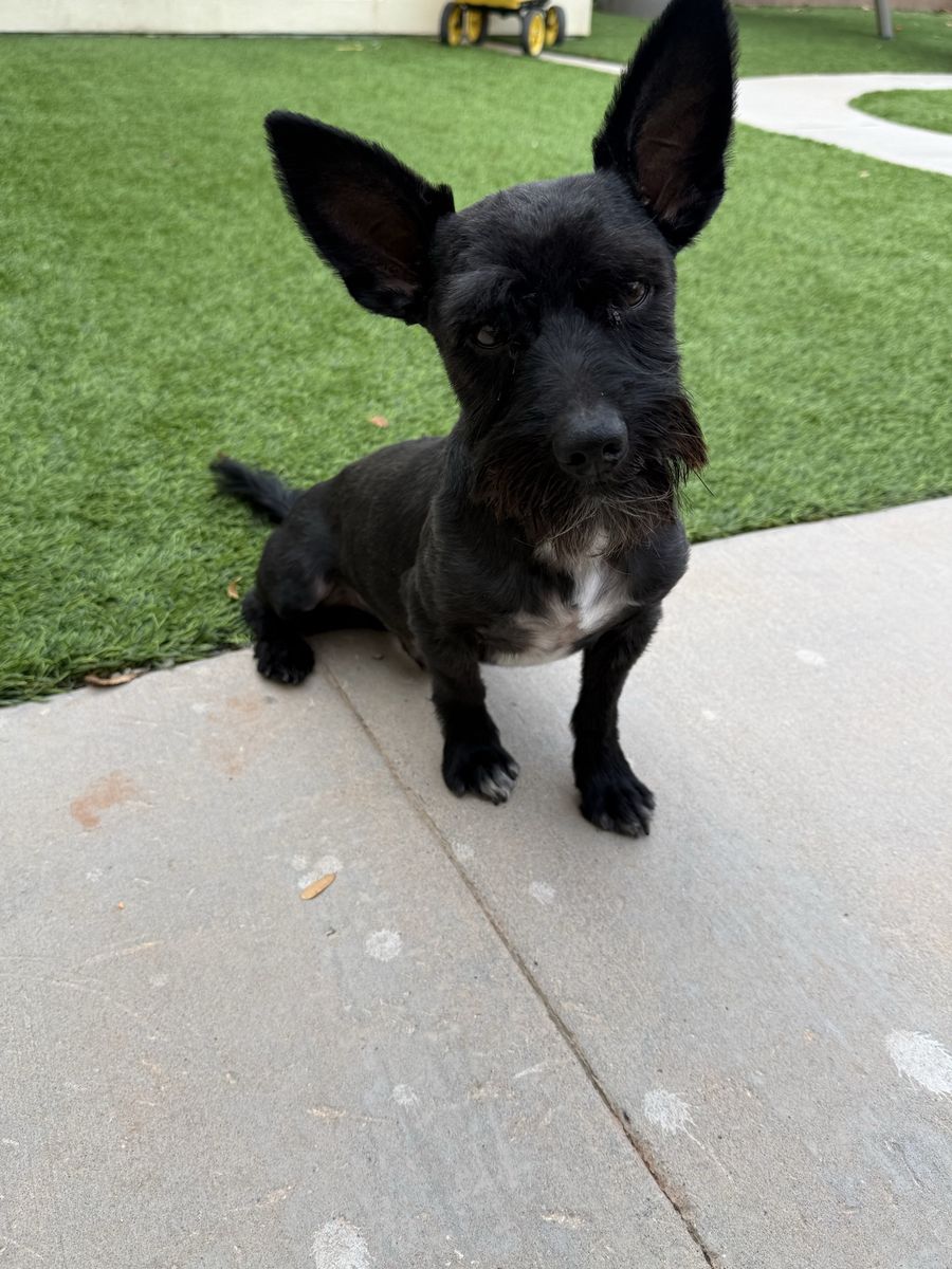 Black schnauzer and tea cup yorkie mix  