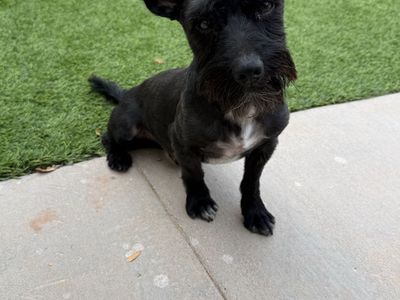Black schnauzer and tea cup yorkie mix