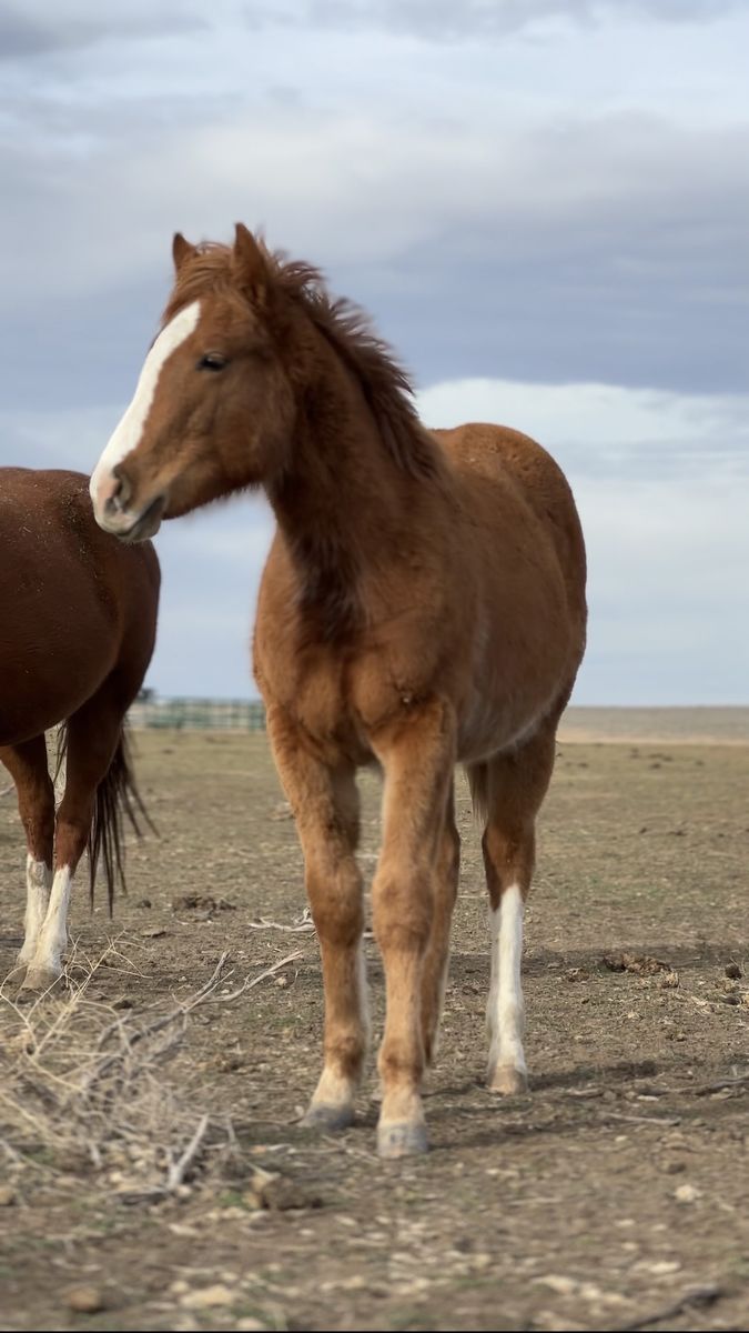 Paddys Irish Whiskey/Tres Seis/Boon A Little
