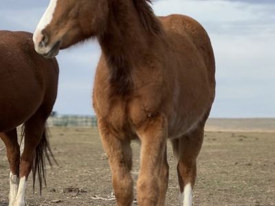 Paddys Irish Whiskey/Tres Seis/Boon A Little