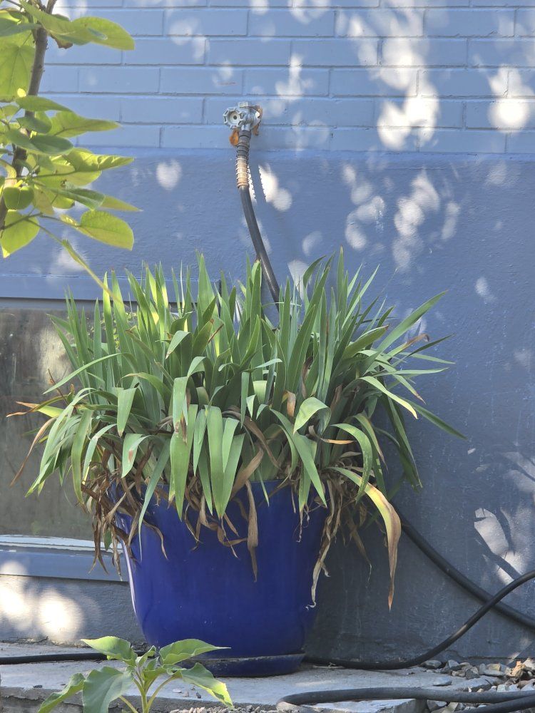 Beautiful purple iris Plant - Live Outdoor Garden Shrub with Vibrant Bloom