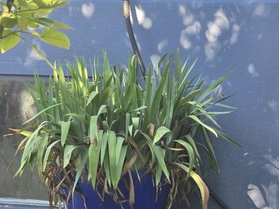 Beautiful purple iris Plant - Live Outdoor Garden Shrub with Vibrant Bloom