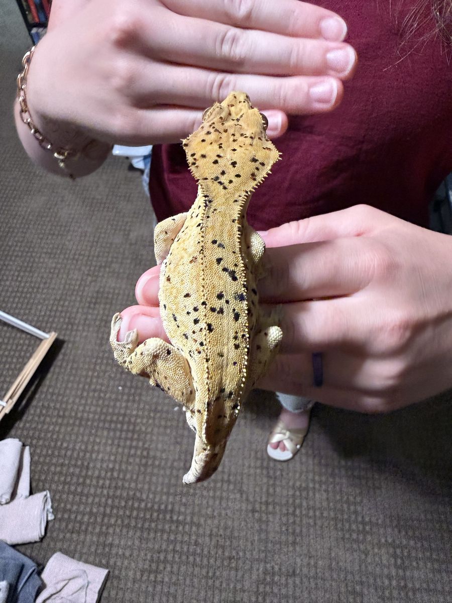 Crested Gecko