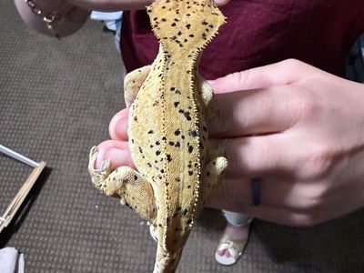 Crested Gecko