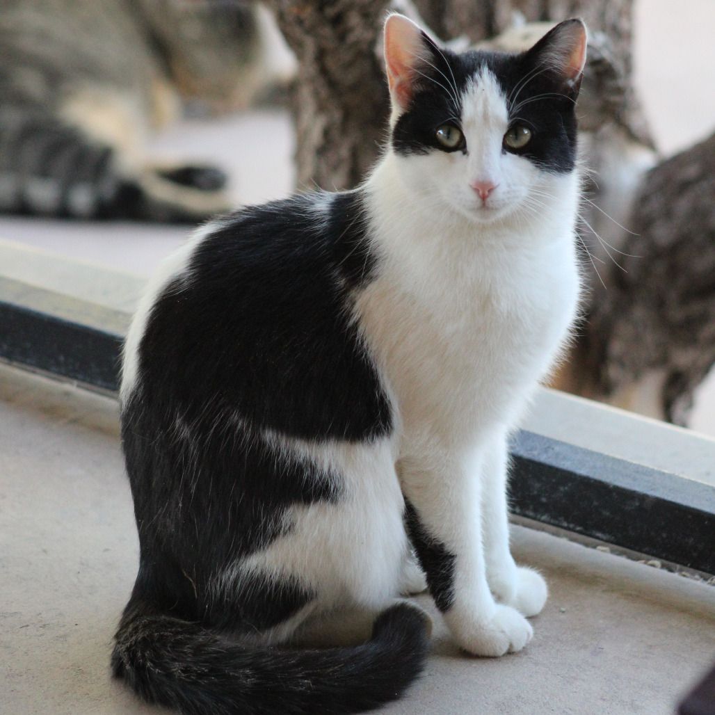 Hello my name is Elevation