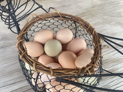 Table & hatching eggs by the dozen!