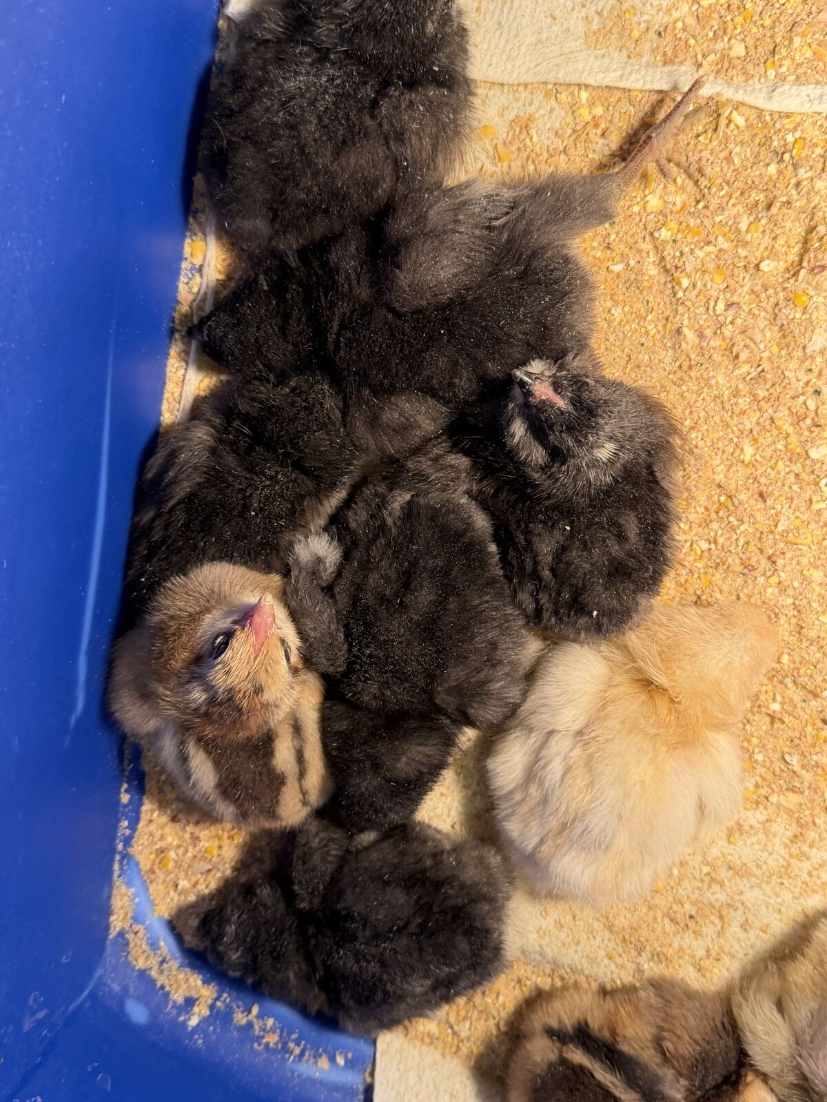 Olive egger And cream legbar egger Chicks- From very dark Green eggs and beautiful blue eggs!