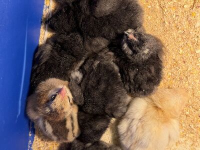 Olive egger And cream legbar egger Chicks- From very dark Green eggs and beautiful blue eggs!