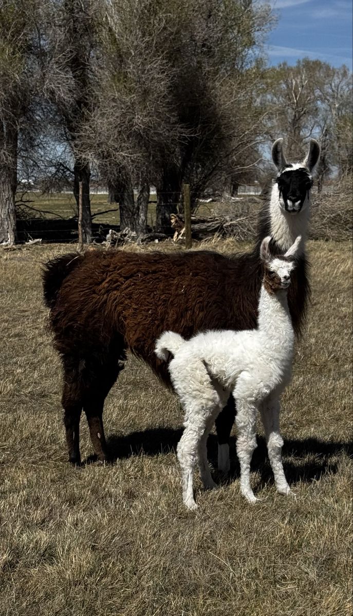 Llamas