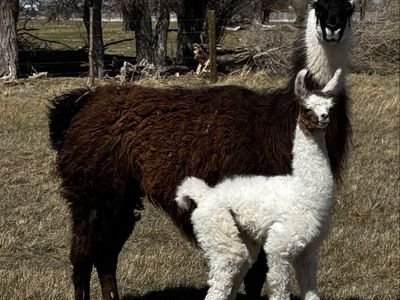 Llamas