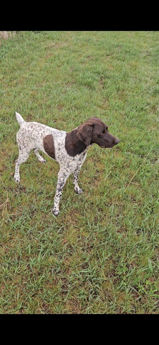 MALE GSP