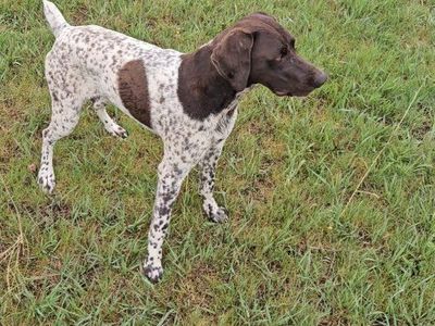 MALE GSP