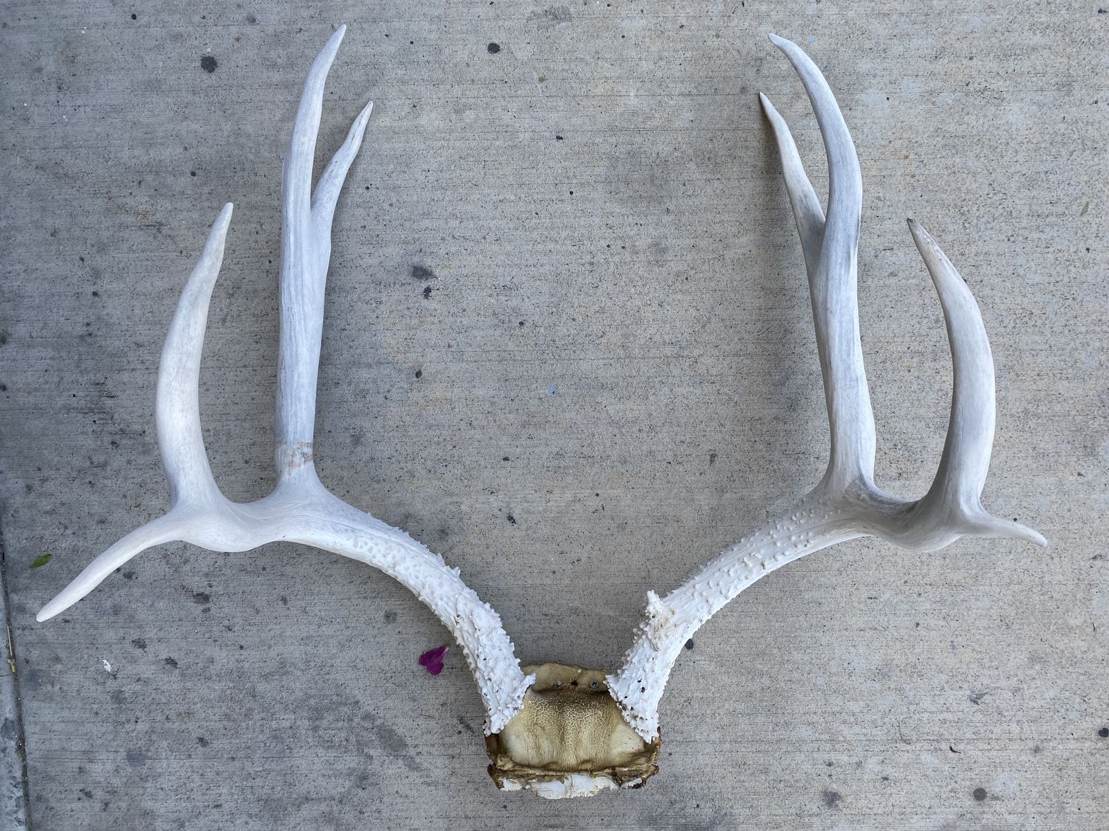 Heavy White Mule Deer Rack!