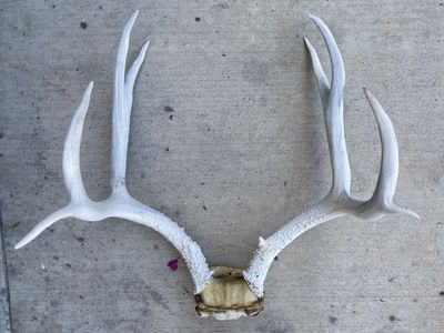 Heavy White Mule Deer Rack!