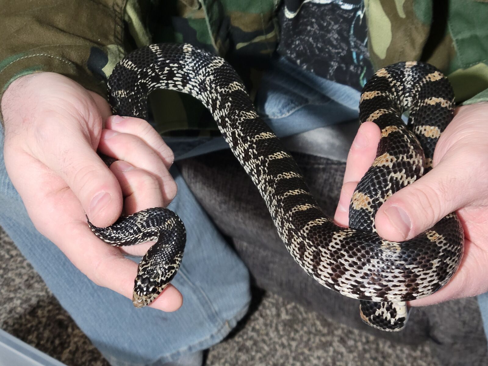 Beautiful 3ft Pine Snake
