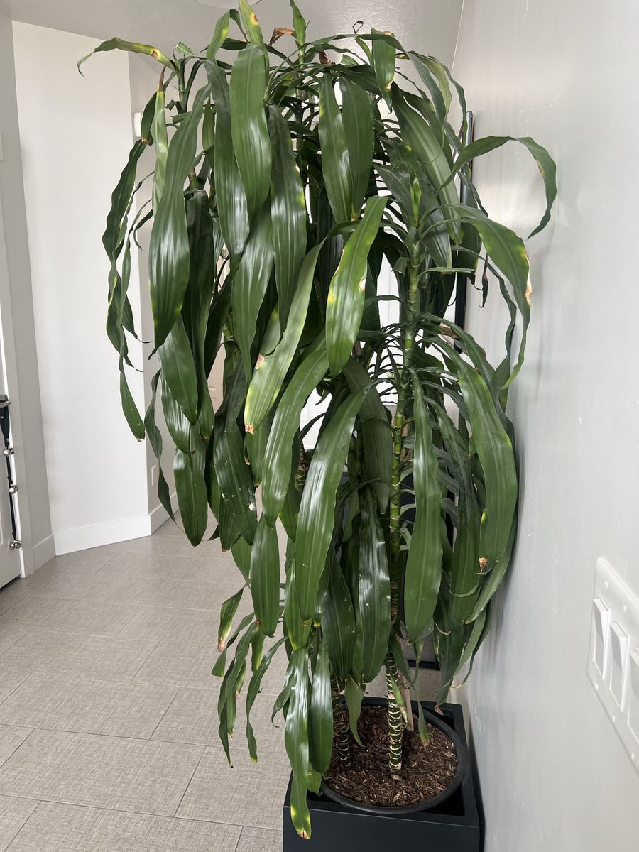 Dracaena plant -2