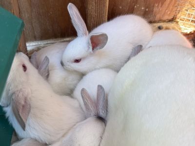 Californian Rabbits