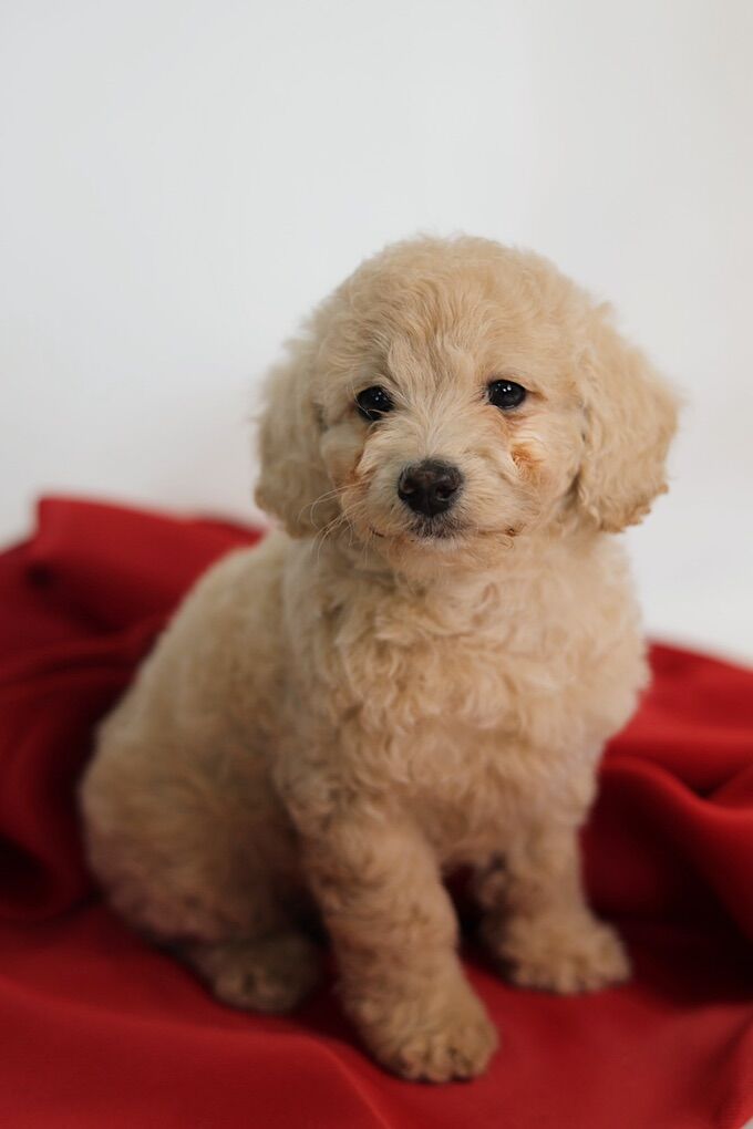 Tiny Micro Goldendoodle Puppies