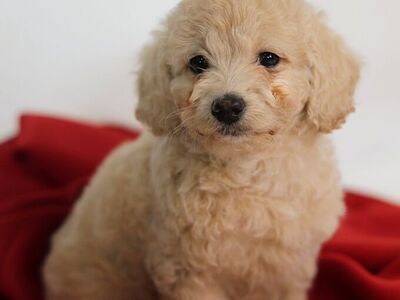 Tiny Micro Goldendoodle Puppies