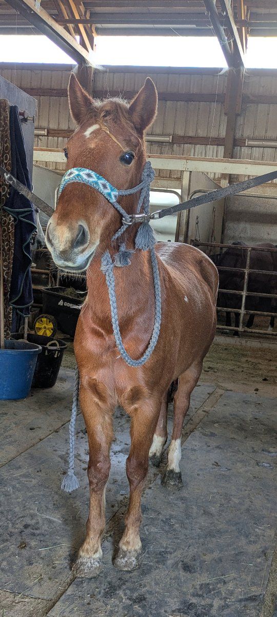 13hh Mustang Mare – 4 Years Old – Project