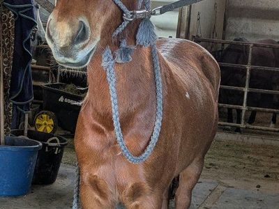 13hh Mustang Mare – 4 Years Old – Project