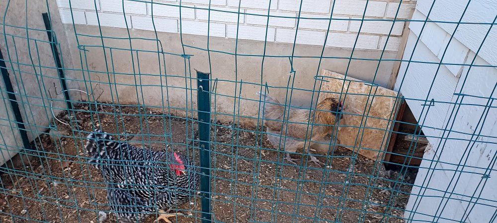 Chickens - Good Layers