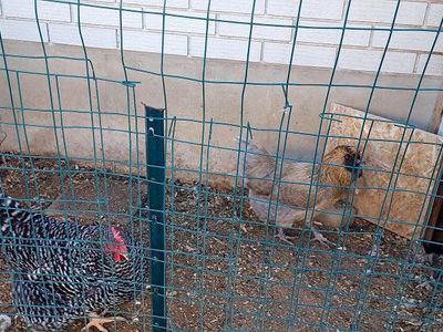 Chickens - Good Layers