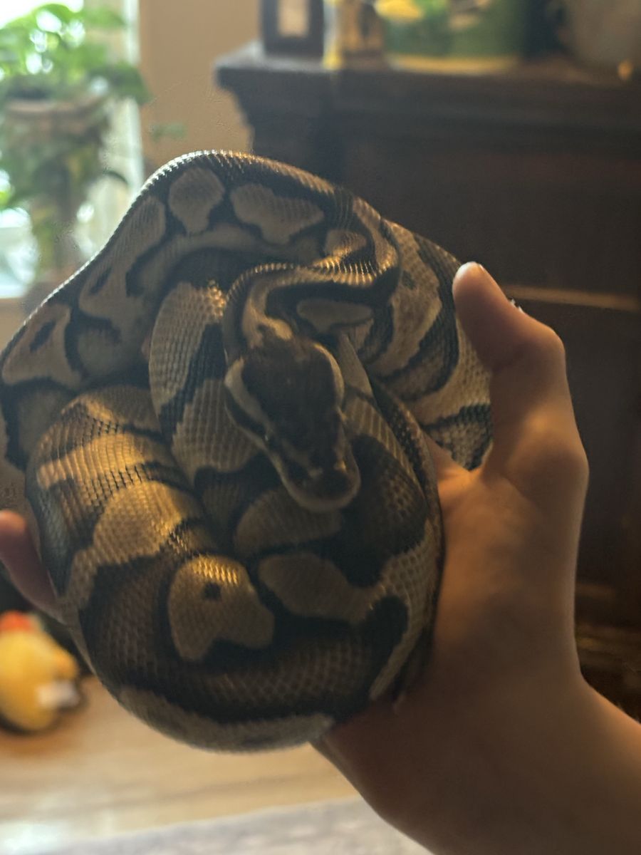 Used Large Reptile Tank with Snake