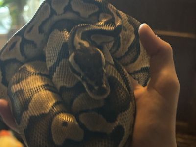 Used Large Reptile Tank with Snake