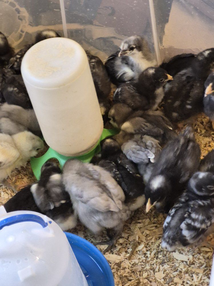 Chickens For Sale (All ages)