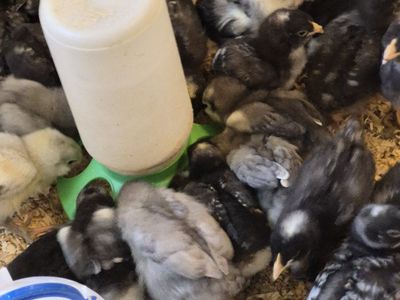 Chickens For Sale (All ages)