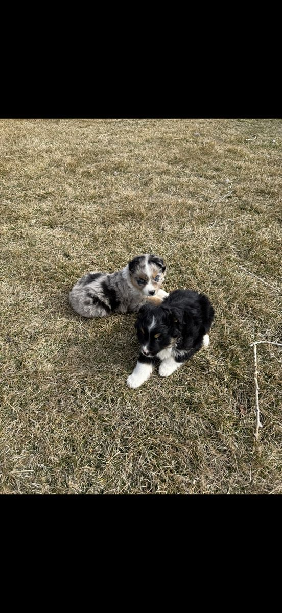 Toy/mini Aussies