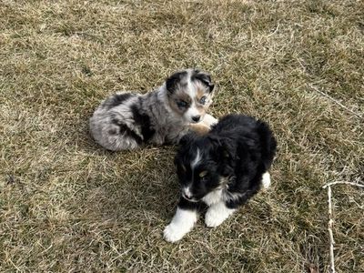 Toy/mini Aussies