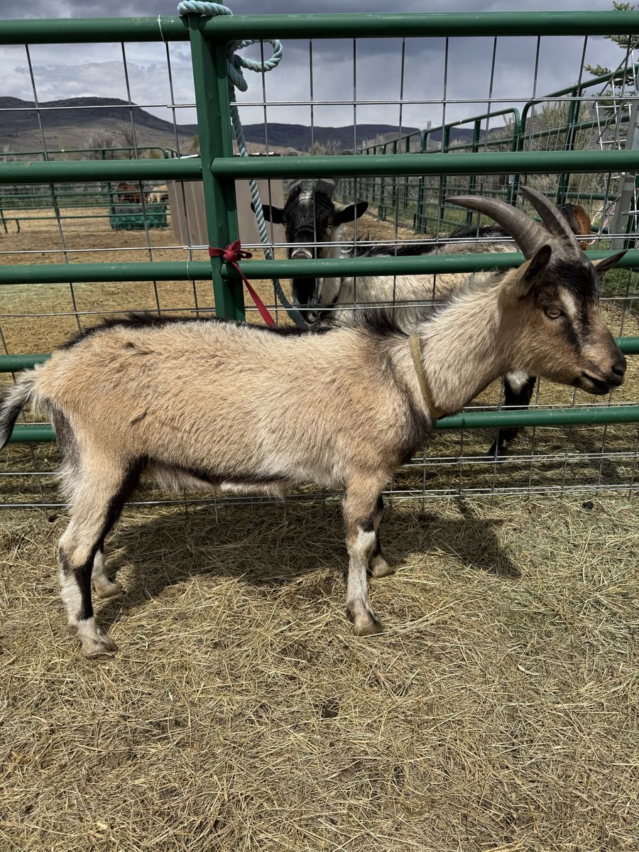 Yearling SaberPine pack goats