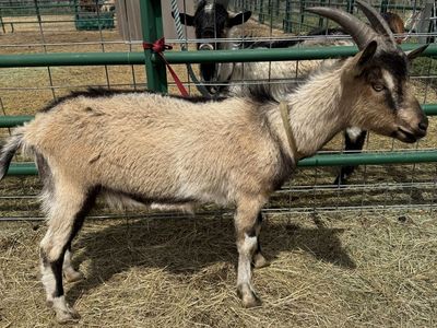 Yearling SaberPine pack goats