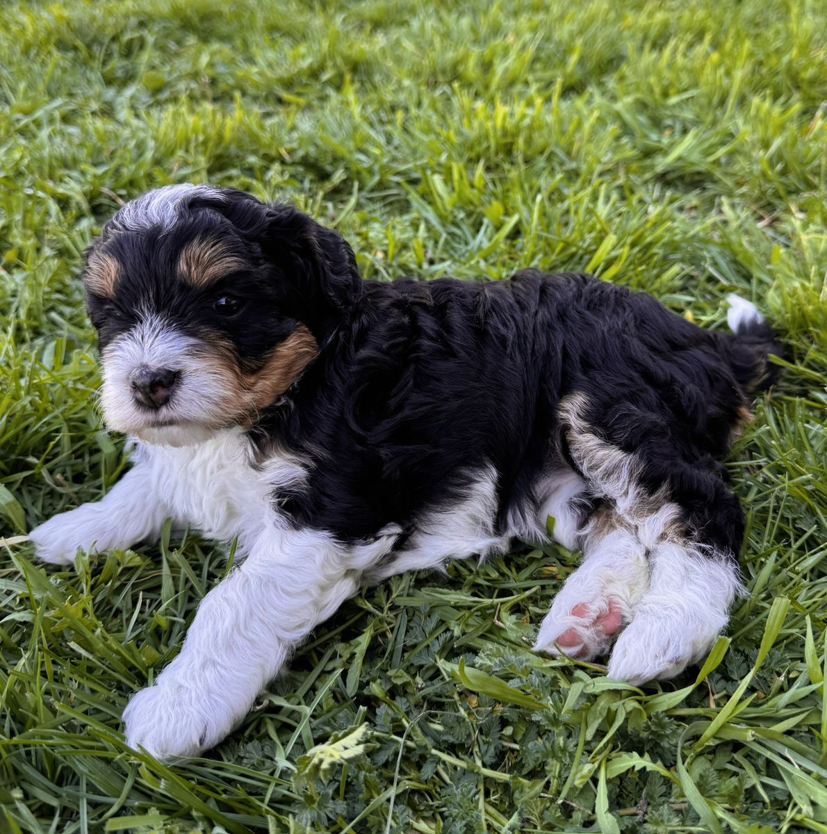 Multi-Gen Bernese Cavapoo Puppies Bernedoodles Mountain Poodle Cavalier Phantom F1B