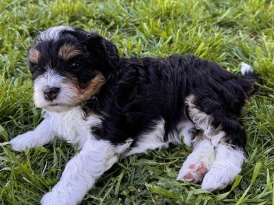 Multi-Gen Bernese Cavapoo Puppies Bernedoodles Mountain Poodle Cavalier Phantom F1B