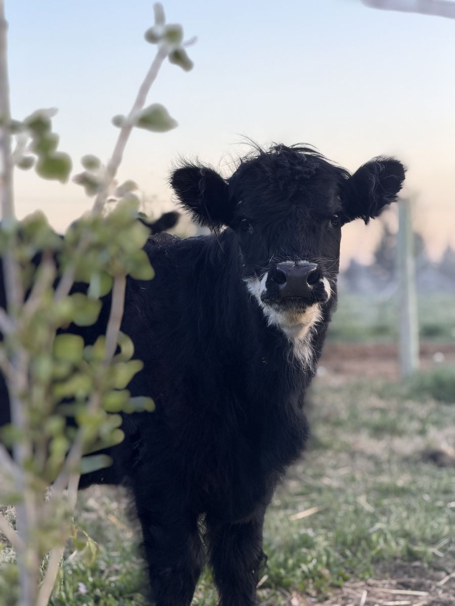 Highland Yearling Heifer