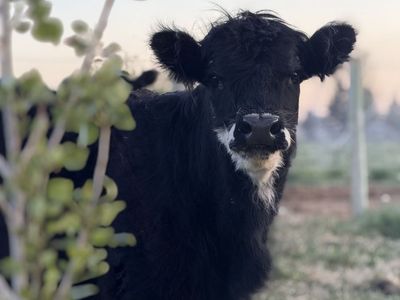Highland Yearling Heifer