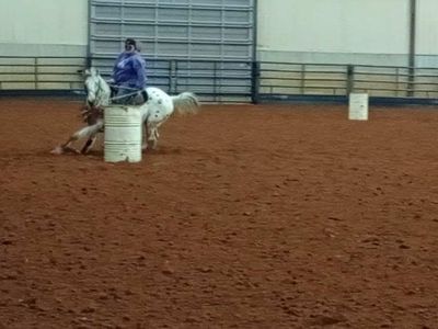 Unicorn rodeo ranch all Around gelding