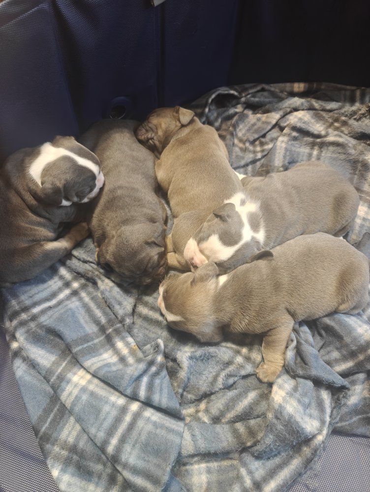 IOEBA registered Olde English Bulldog puppies