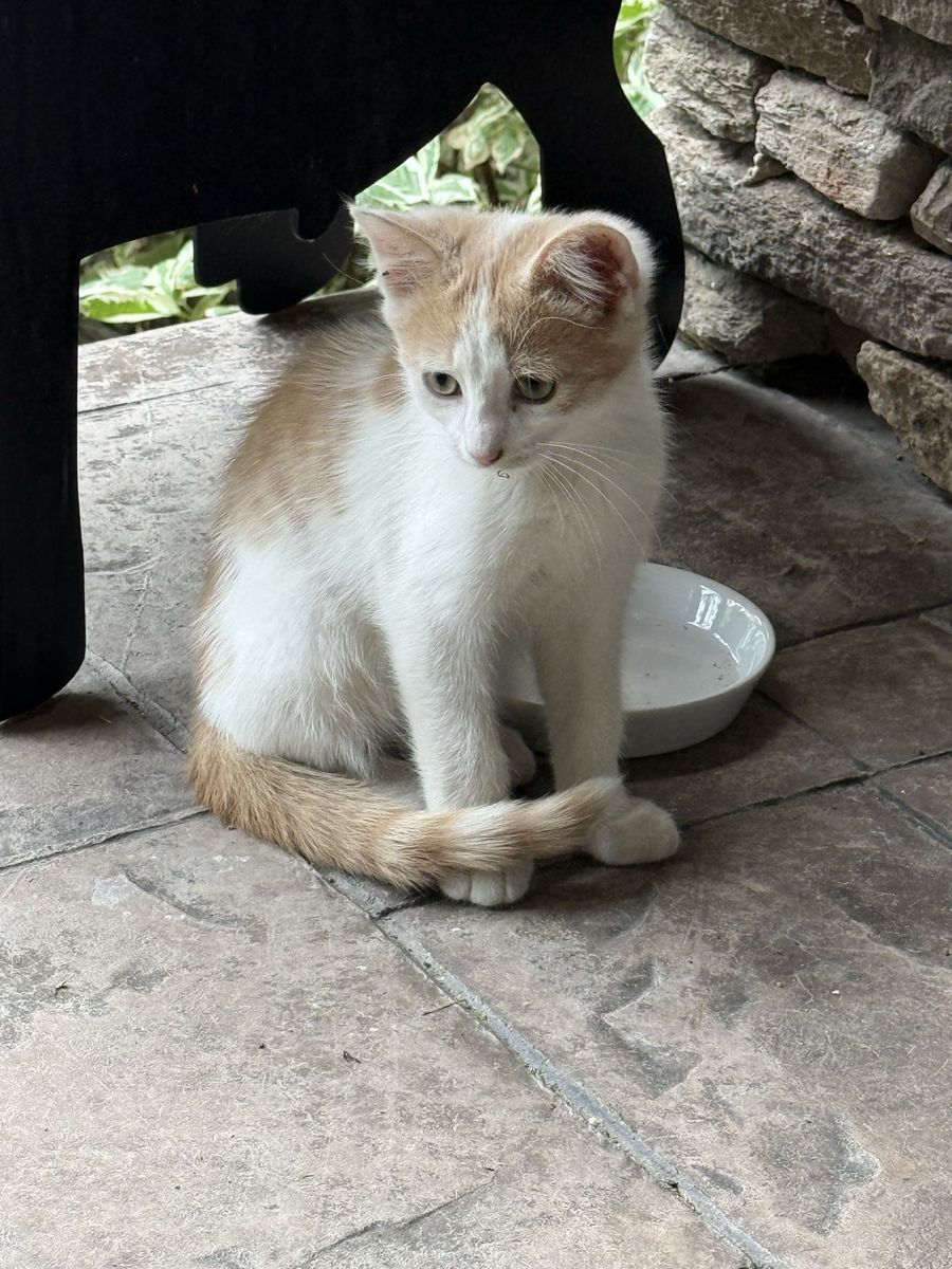 Kitten